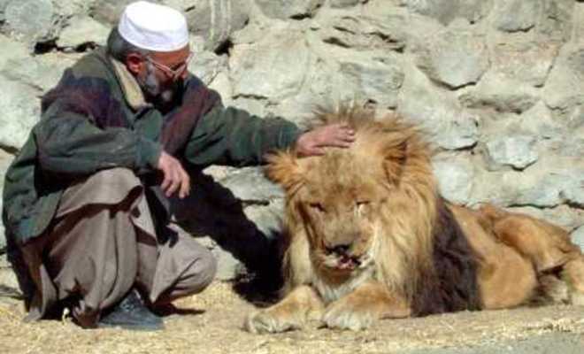 Large_kabul-zoo